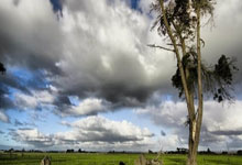 佛罗伦萨队主场作战，信心十足？